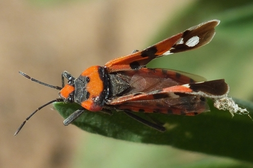 Lygaeus simulans