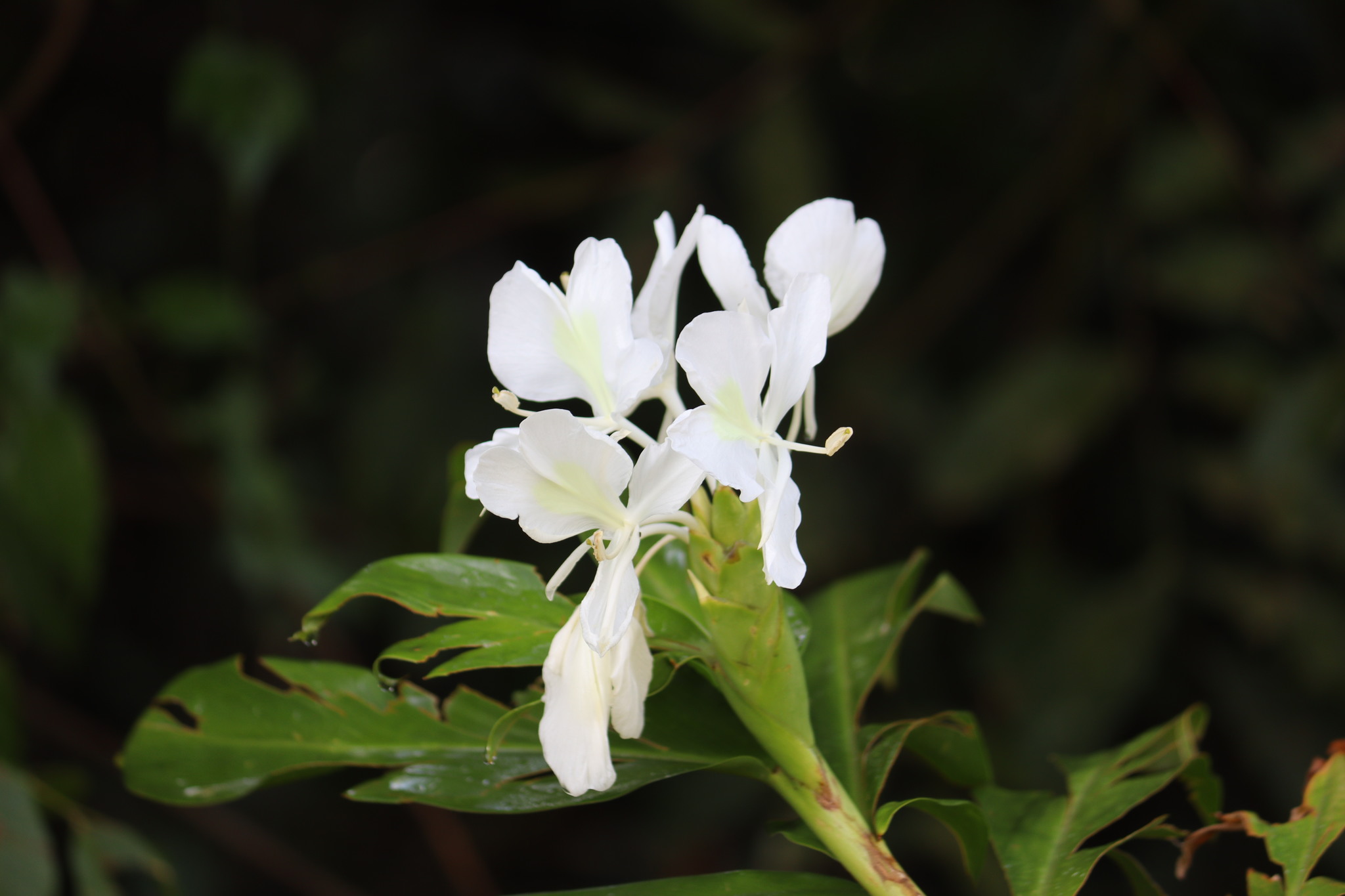 Hedychium coronarium