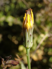 Hypochaeris radicata