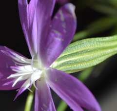 Eudianthe coeli-rosa