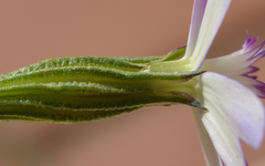 Eudianthe coeli-rosa