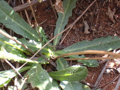 Hypochaeris radicata