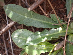 Hypochaeris radicata