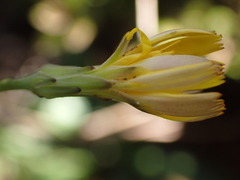Hypochaeris radicata