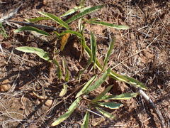 Crabbea angustifolia