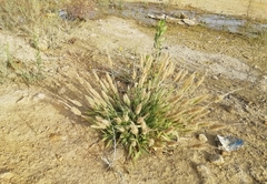 Polypogon monspeliensis image