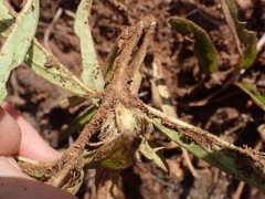 Crabbea angustifolia