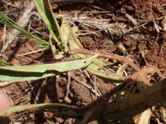 Crabbea angustifolia