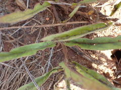 Crabbea angustifolia