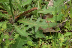 Hypochaeris radicata