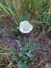 Calystegia subacaulis episcopalis