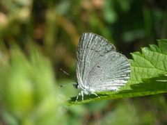 Celastrina humulus