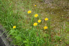 Hypochaeris radicata