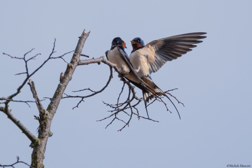 Golondrina común (Hirundo rustica)