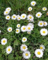 Bellis perennis
