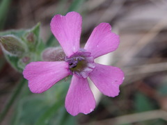 Silene acutifolia