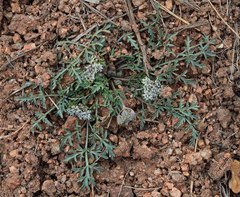 Cymopterus glomeratus