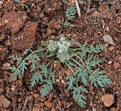 Cymopterus glomeratus
