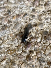 Carabinae