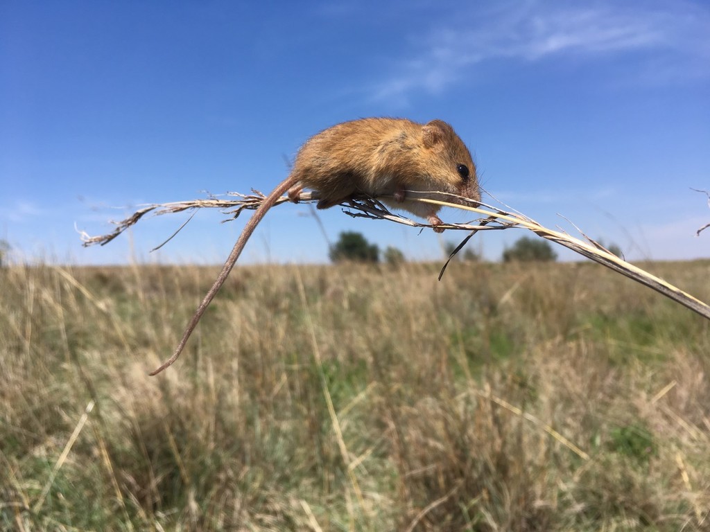 Chestnut African Climbing Mouse