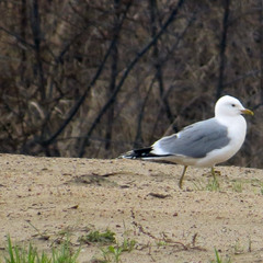 Larus canus
