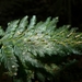 Bristle Fern - Photo (c) Leon Perrie, some rights reserved (CC BY-NC-SA), uploaded by Leon Perrie