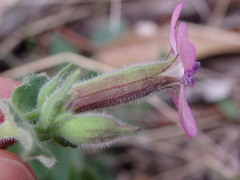 Silene acutifolia