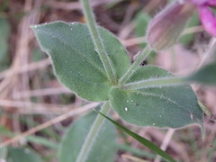 Silene acutifolia