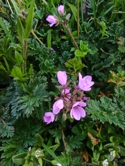 Erodium cicutarium