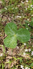 Trillium luteum