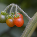 Red Nightshade - Photo (c) zighost, some rights reserved (CC BY-NC), uploaded by zighost