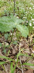 Trillium luteum