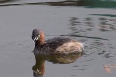 Tachybaptus ruficollis