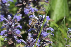 Eucera longicornis