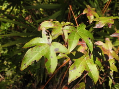 Liquidambar styraciflua image