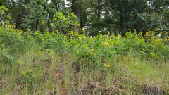 Thermopsis gracilis