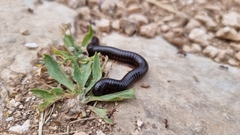 Archispirostreptus syriacus