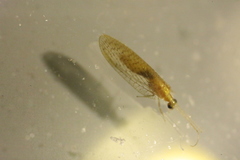 Hemerobius micans