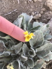 Viola purpurea aurea