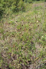 Globularia bisnagarica