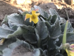 Viola purpurea aurea