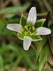 Moenchia erecta octandra