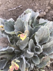 Viola purpurea aurea