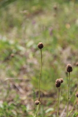 Globularia bisnagarica
