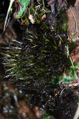 Campylopus atrovirens