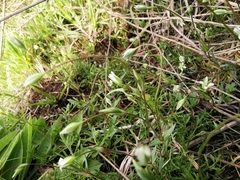 Moenchia erecta octandra