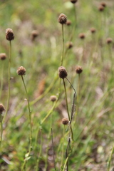 Globularia bisnagarica