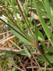 Moenchia erecta octandra