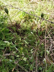 Moenchia erecta octandra