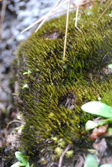 Campylopus atrovirens